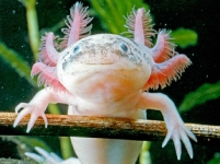 Axolotls