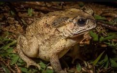 Cane Toads