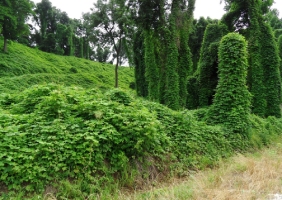 Controling Kudzu