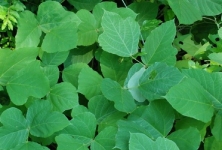 Kudzu