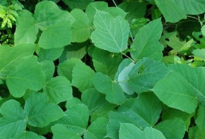 Kudzu Plant