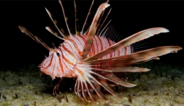 Lionfish