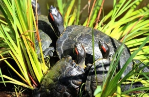 Role of red-eared sliders