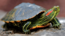 Red-eared sliders