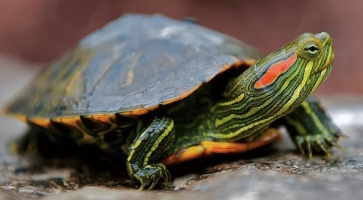 Red-eared sliders impact
