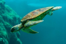 Sea Turtles