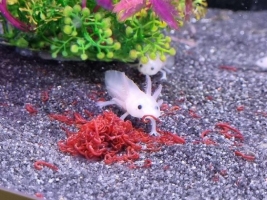 Axolotls Diet