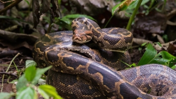 Burmese Pythons