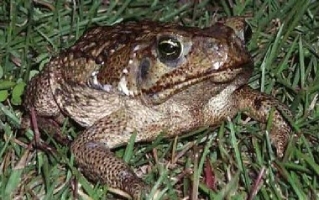 Ecological Impact of Cane Toads