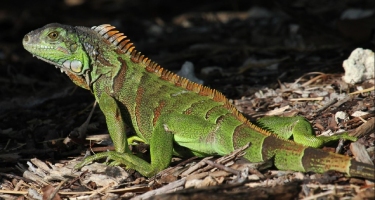 Green Iguanas