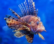 Lionfish Defence