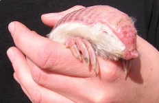 Pink Fairy Armadillo