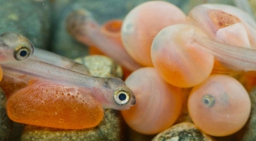 Rainbow Trout Life Cycle