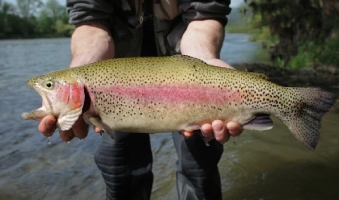 Spot a rainbow trout
