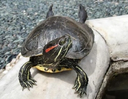 Red-Eared Slider Turtles