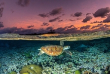 Sea Turtles Journeys